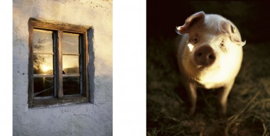 Heimatkalender – Schwein