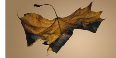 Blumenkalender – Ahorn