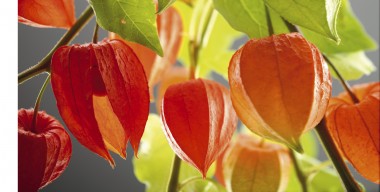 Blumenkalender – Physalis