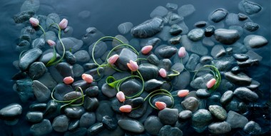 Stillifefotografie, Stillife, Blumenstilleben, Tulpen im Wasser